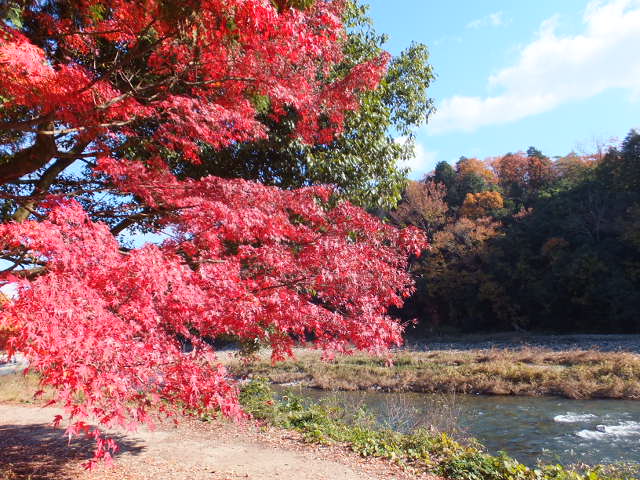 永保寺の紅葉_a0271502_2122866.jpg