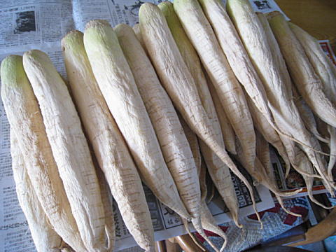 d0046702_1265516.jpg