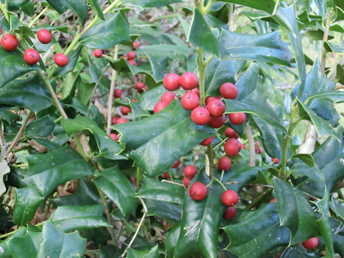 c0156104_216926.jpg