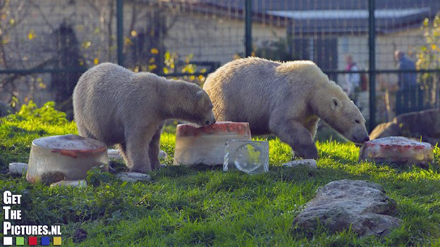 オランダ・ヌエネン、「動物帝国」 のピセルとノルチェの満一歳のお誕生会　～　フリーマスお母さんの母性_a0151913_330949.jpg