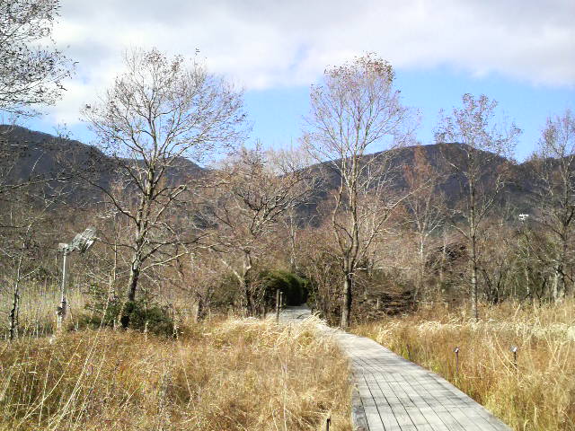 箱根湿性花園_d0011713_12481979.jpg