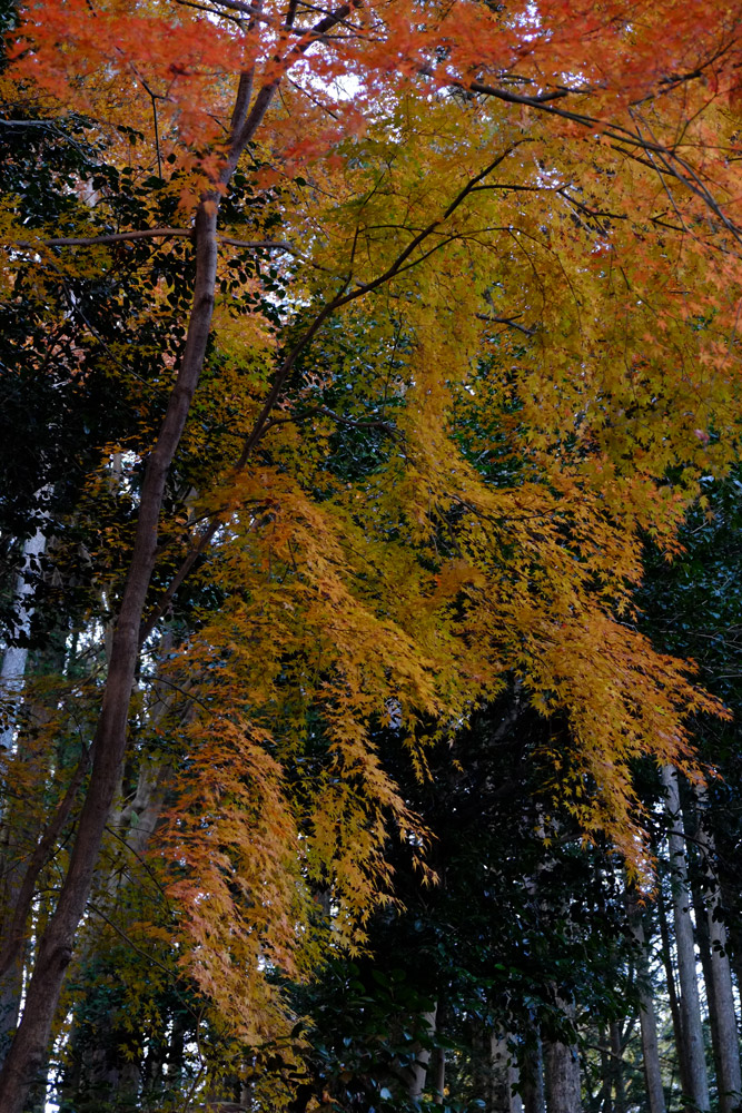 水沢神社_b0023523_21574971.jpg