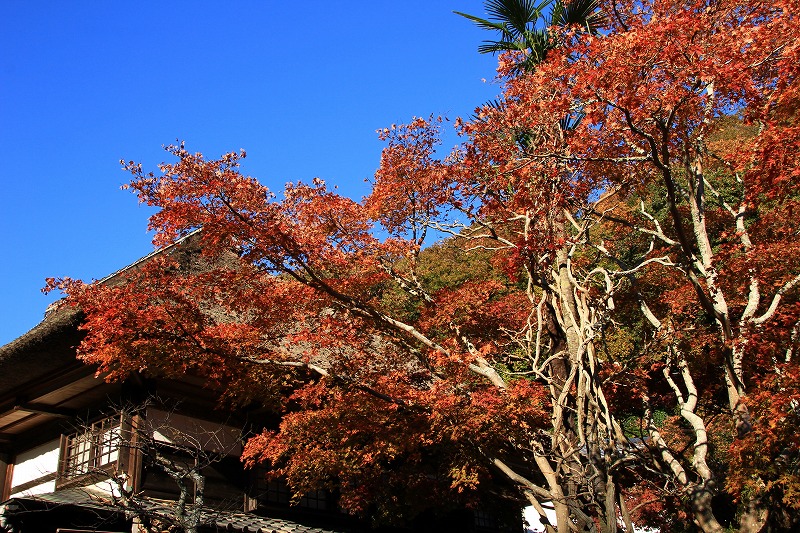 晩秋に憩う 2013　～鎌倉 海蔵寺～_d0085025_0244898.jpg