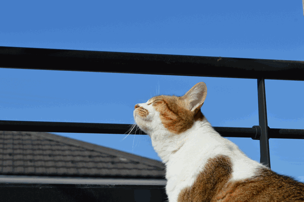 c0136736_17595448.gif