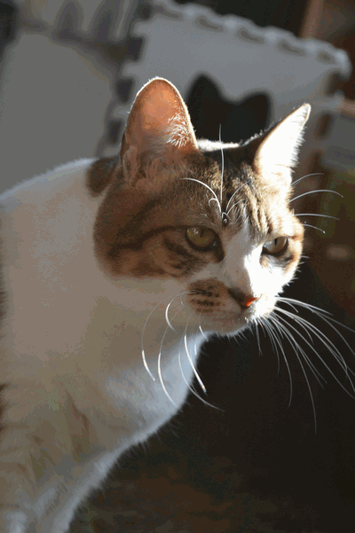 c0136736_1865131.gif