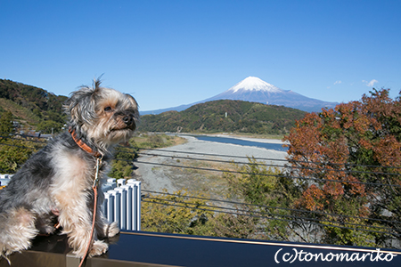 富士山をながめながら_c0024345_2039141.jpg