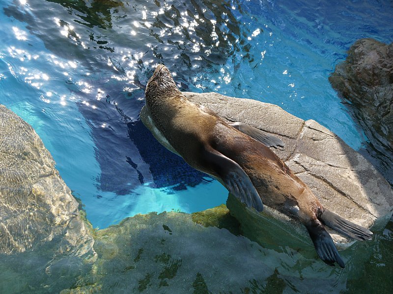 京都水族館のイルカスタジアム！_e0082949_182727.jpg