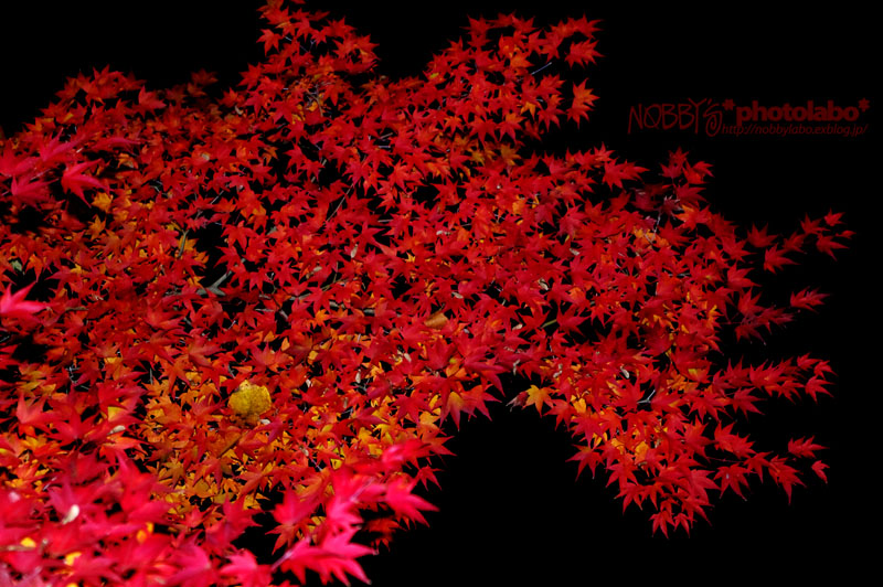 a0134950_2217346.jpg