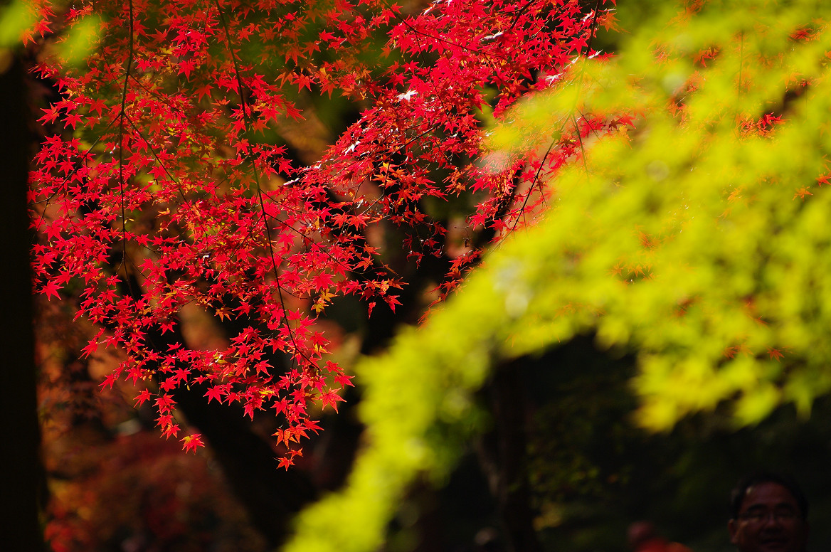 京都の紅葉 2013　〜北野天満宮・もみじ苑〜_f0152550_16374015.jpg