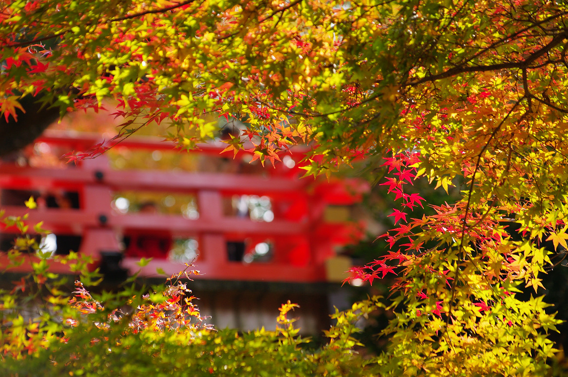 京都の紅葉 2013　〜北野天満宮・もみじ苑〜_f0152550_16385583.jpg