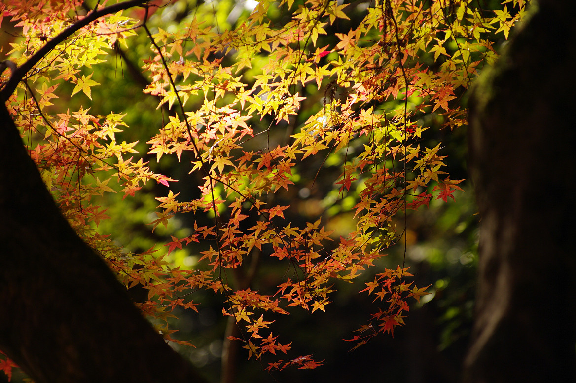 京都の紅葉 2013　〜北野天満宮・もみじ苑〜_f0152550_16433649.jpg