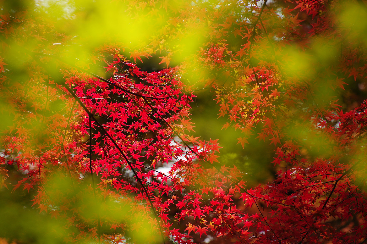 京都の紅葉 2013　〜北野天満宮・もみじ苑〜_f0152550_16434834.jpg