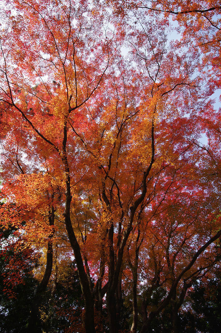 京都の紅葉 2013　〜北野天満宮・もみじ苑〜_f0152550_17212692.jpg