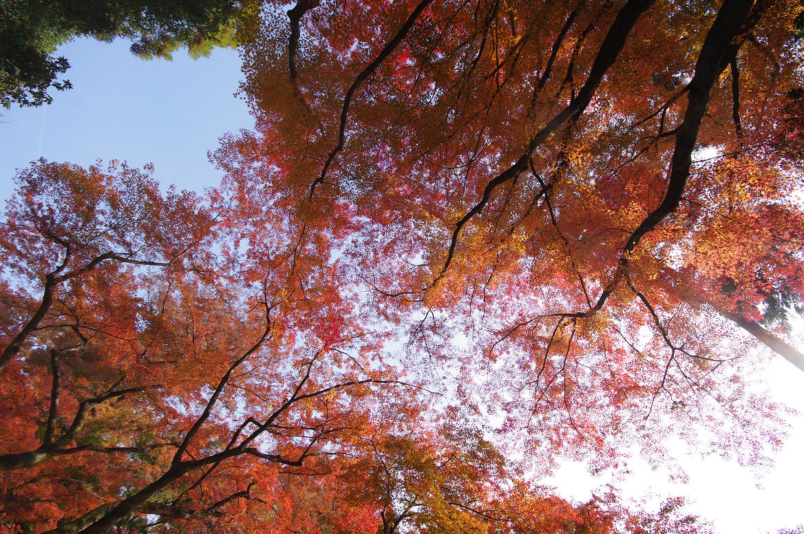 京都の紅葉 2013　〜北野天満宮・もみじ苑〜_f0152550_17215877.jpg