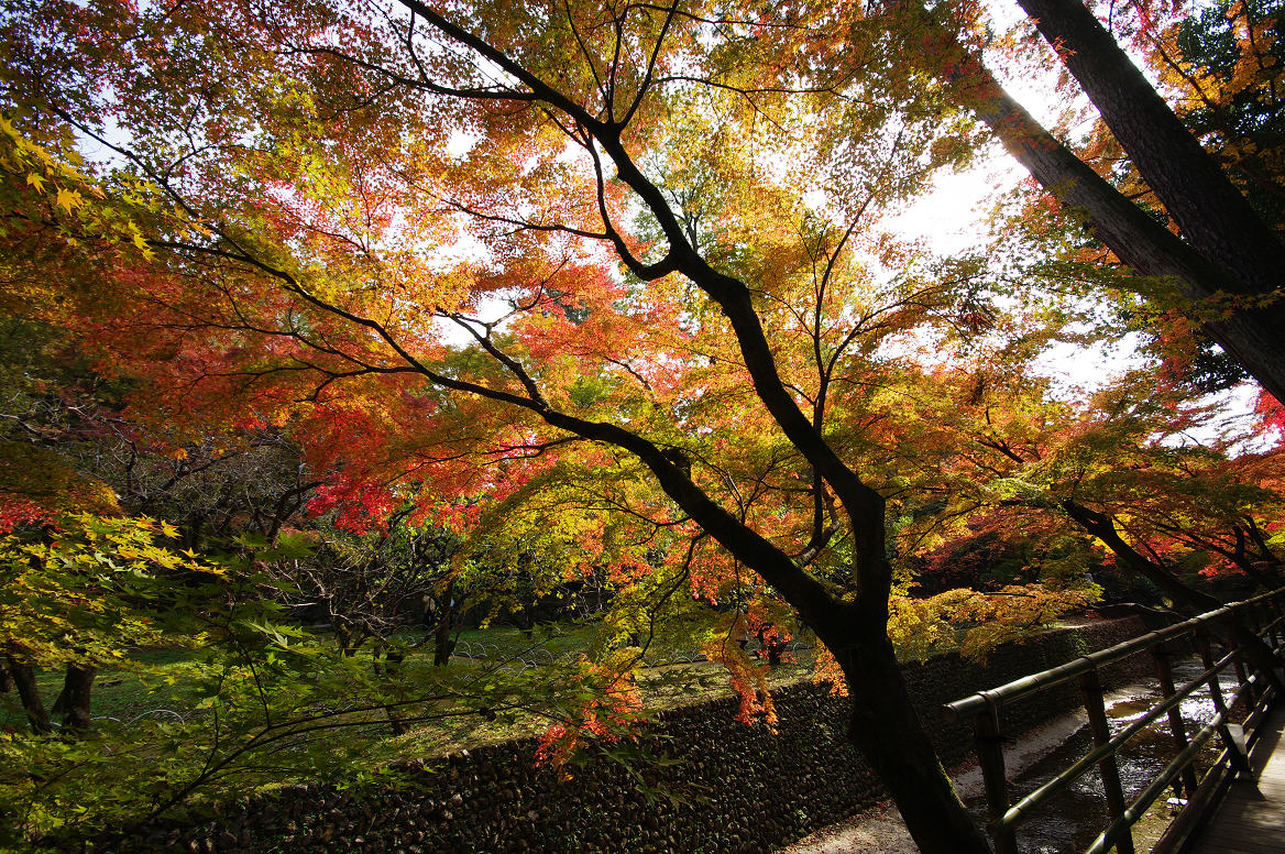 京都の紅葉 2013　〜北野天満宮・もみじ苑〜_f0152550_17222479.jpg