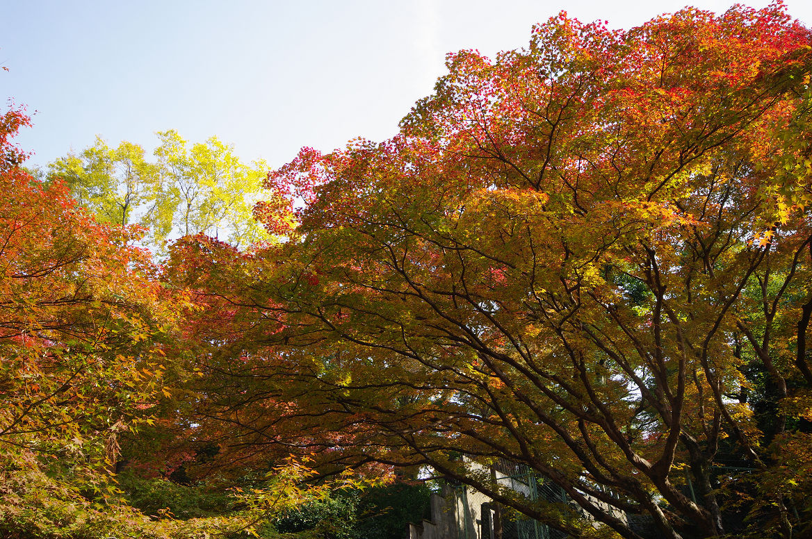 京都の紅葉 2013　〜北野天満宮・もみじ苑〜_f0152550_1723996.jpg