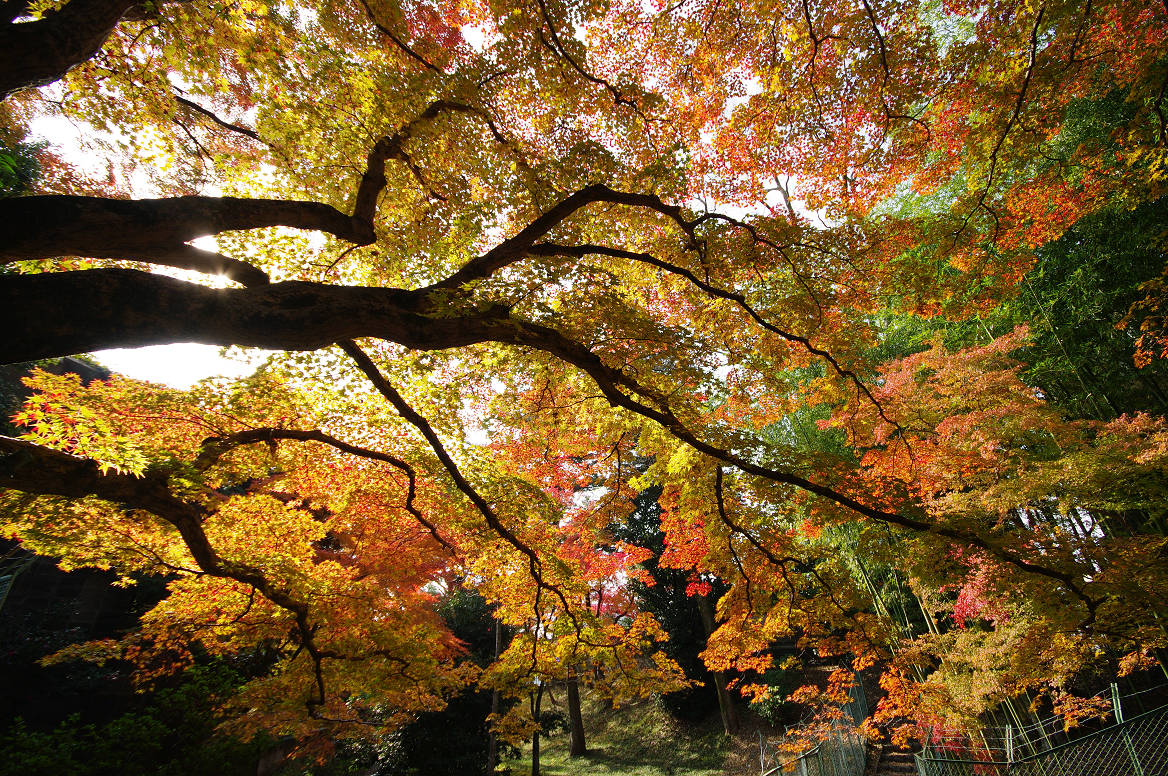 京都の紅葉 2013　〜北野天満宮・もみじ苑〜_f0152550_1725195.jpg