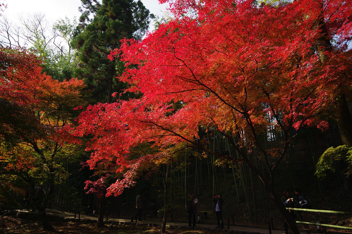 京都の紅葉 2013　〜北野天満宮・もみじ苑〜_f0152550_17262988.jpg