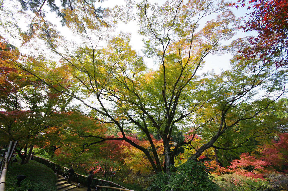 京都の紅葉 2013　〜北野天満宮・もみじ苑〜_f0152550_17265027.jpg