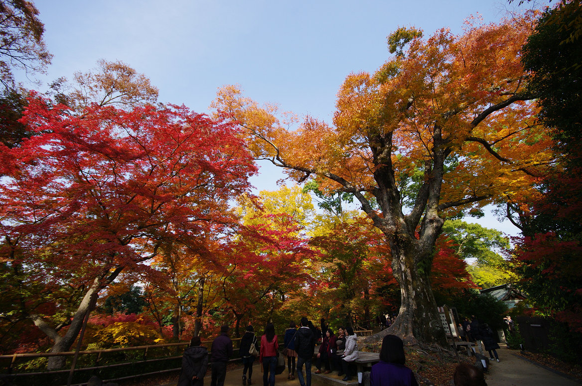 京都の紅葉 2013　〜北野天満宮・もみじ苑〜_f0152550_1728239.jpg