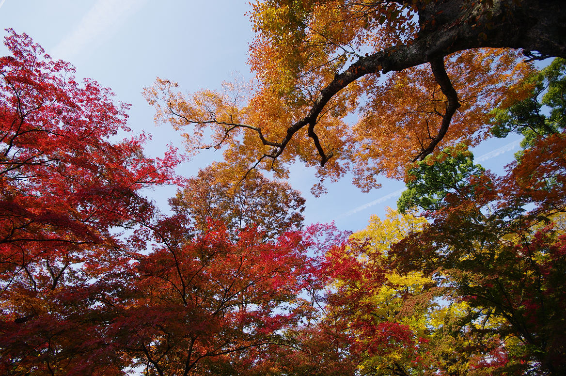 京都の紅葉 2013　〜北野天満宮・もみじ苑〜_f0152550_17291679.jpg