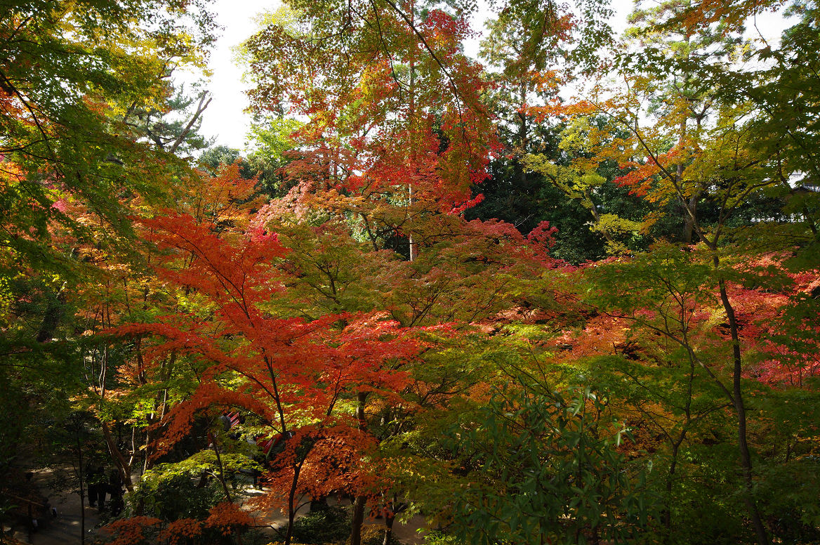 京都の紅葉 2013　〜北野天満宮・もみじ苑〜_f0152550_1730293.jpg