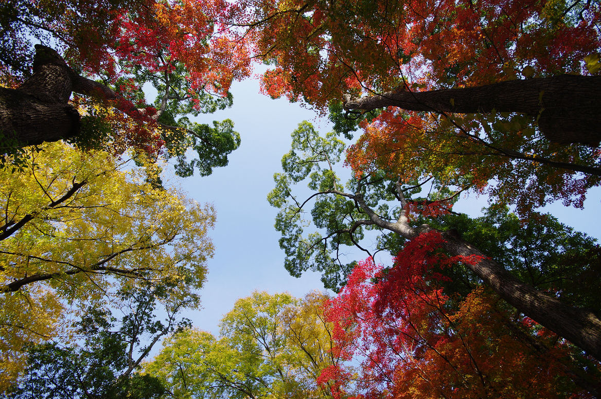 京都の紅葉 2013　〜北野天満宮・もみじ苑〜_f0152550_1730786.jpg