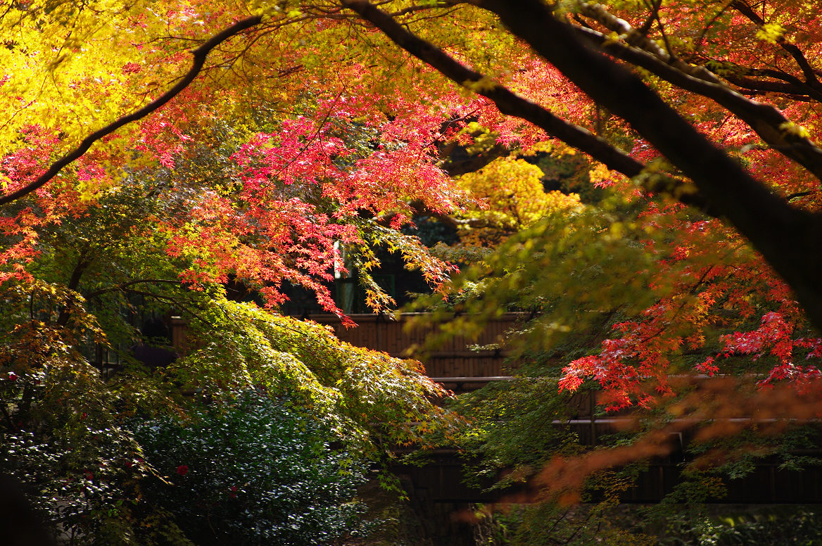 京都の紅葉 2013　〜北野天満宮・もみじ苑〜_f0152550_17314160.jpg