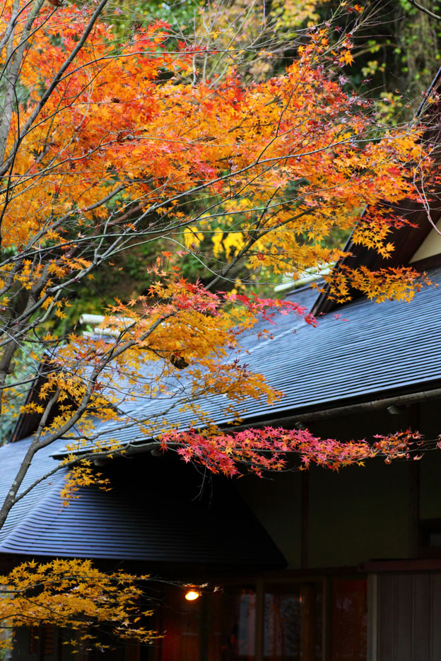 北鎌倉　明月院_c0299360_0413138.jpg