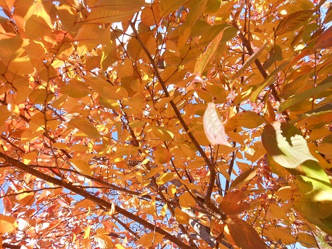 a0288162_1635052.jpg