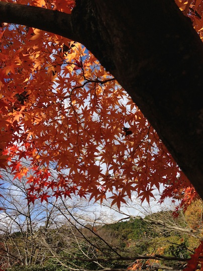 龍安寺_d0069964_11353138.jpg