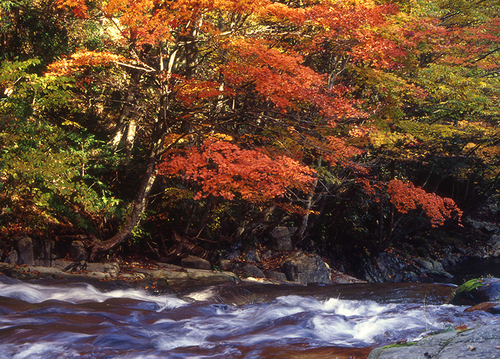 水のある紅葉風景_a0208066_1925480.jpg