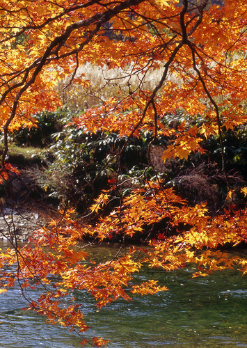 水のある紅葉風景_a0208066_19264294.jpg