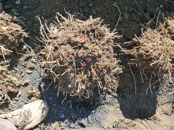 鎌倉すざくの竹炭を使って里芋の冬支度（2013・11・21）_c0014967_13525336.jpg