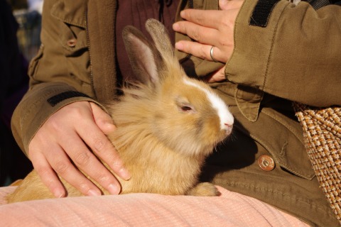 平塚市総合公園　ふれあい動物園_e0045768_21471017.jpg