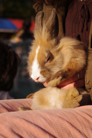 平塚市総合公園　ふれあい動物園_e0045768_21512365.jpg