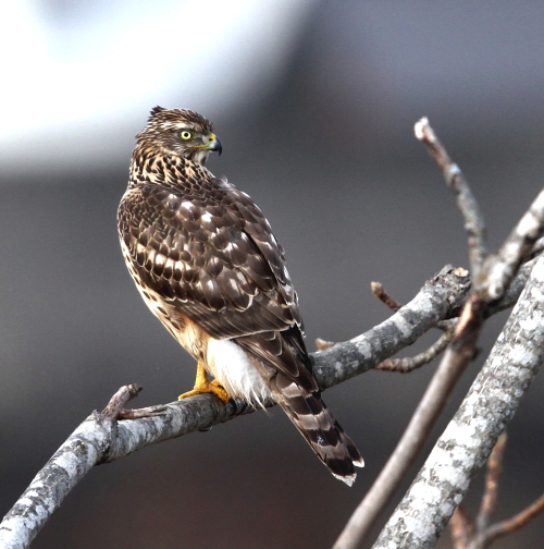 オオタカ幼鳥の飛翔_d0262476_5174393.jpg