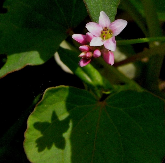 c0183777_15554744.jpg
