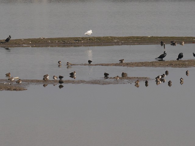 珍鳥！トキの仲間ヘラサギ　伊佐沼に飛来！_d0088184_22152268.jpg