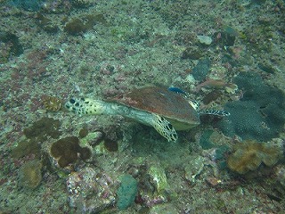ピピ島体験&ファンダイビング!!_f0144385_0115246.jpg