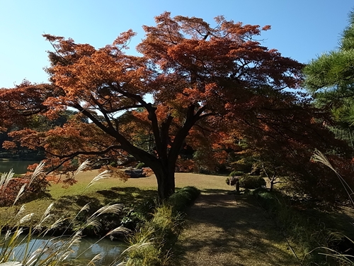 六義園の紅葉は。_d0125890_21102526.jpg