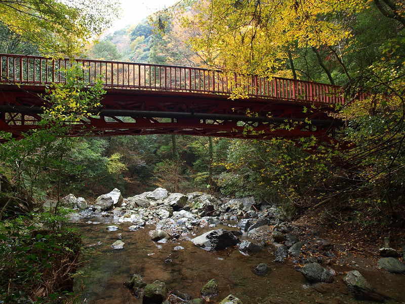 2013 11 25 雨天・曇天の箕面紅葉　その２_a0143491_2214213.jpg