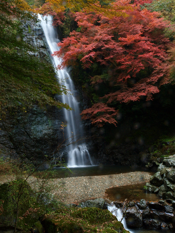 2013 11 25 雨天・曇天の箕面紅葉　その２_a0143491_22185869.jpg