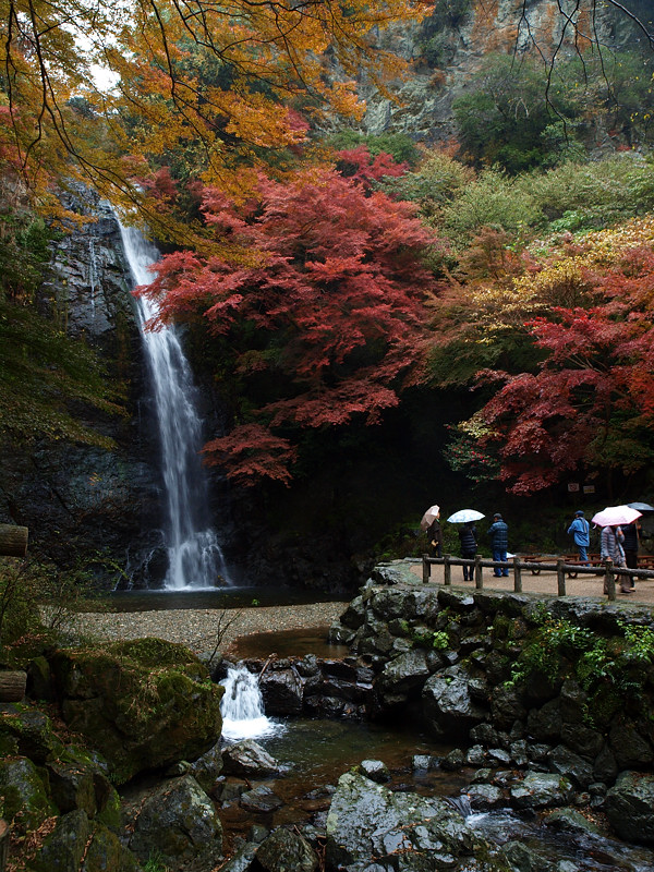 2013 11 25 雨天・曇天の箕面紅葉　その２_a0143491_22193124.jpg