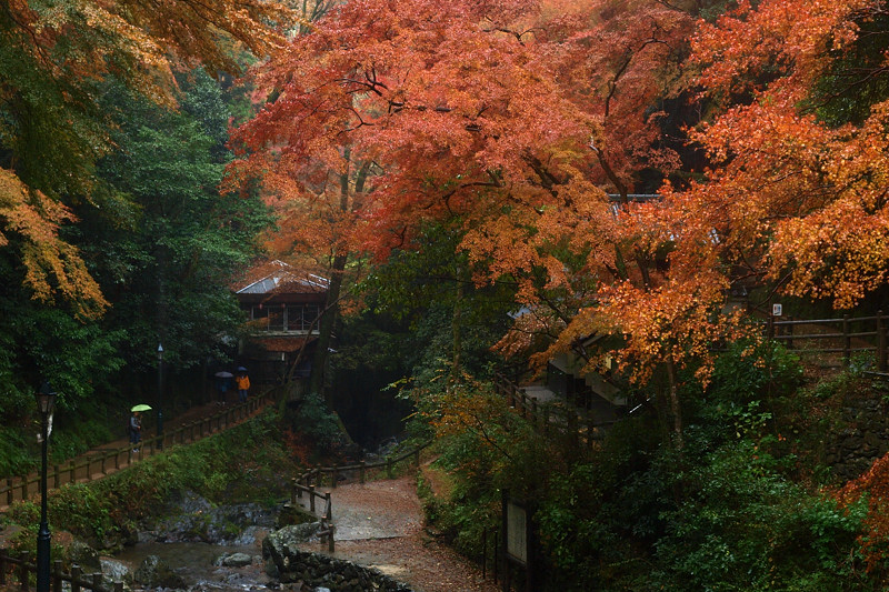 2013 11 25 雨天・曇天の箕面紅葉　その２_a0143491_2222317.jpg