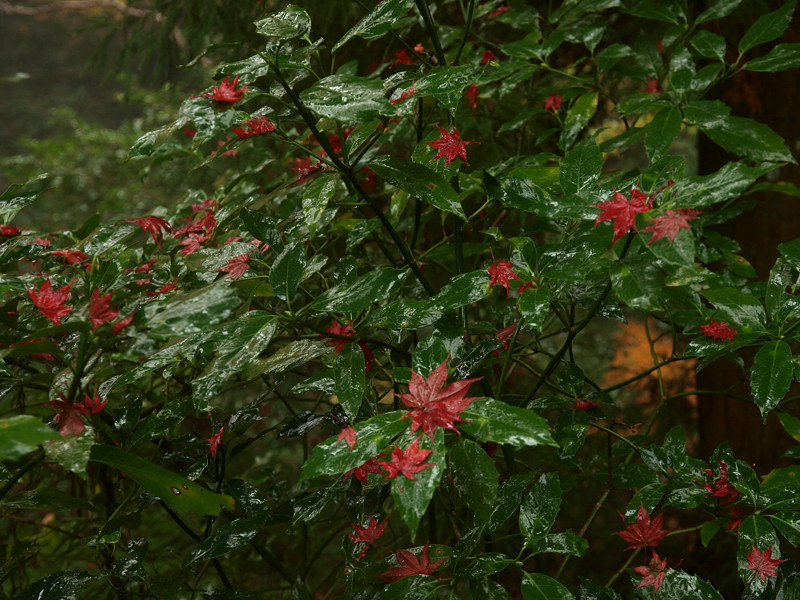 2013 11 25 雨天・曇天の箕面紅葉　その２_a0143491_22224280.jpg