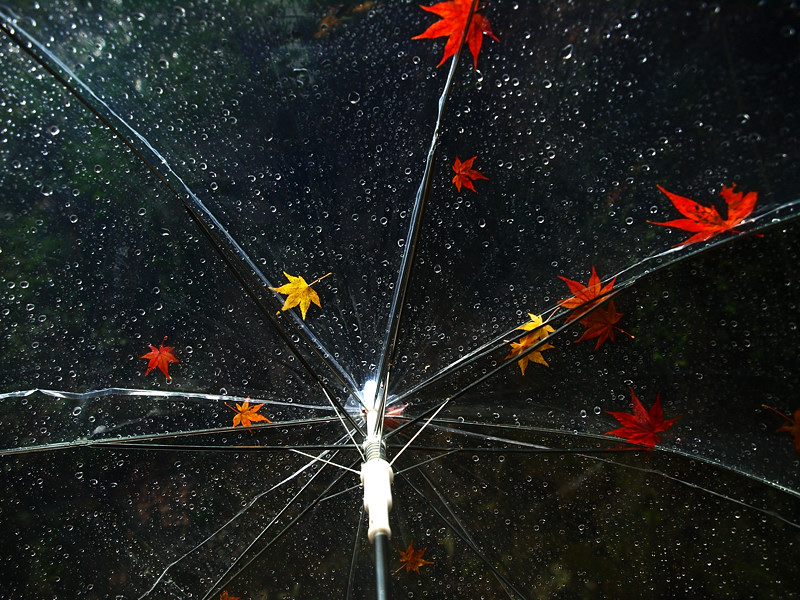 2013 11 25 雨天・曇天の箕面紅葉　その２_a0143491_22305816.jpg