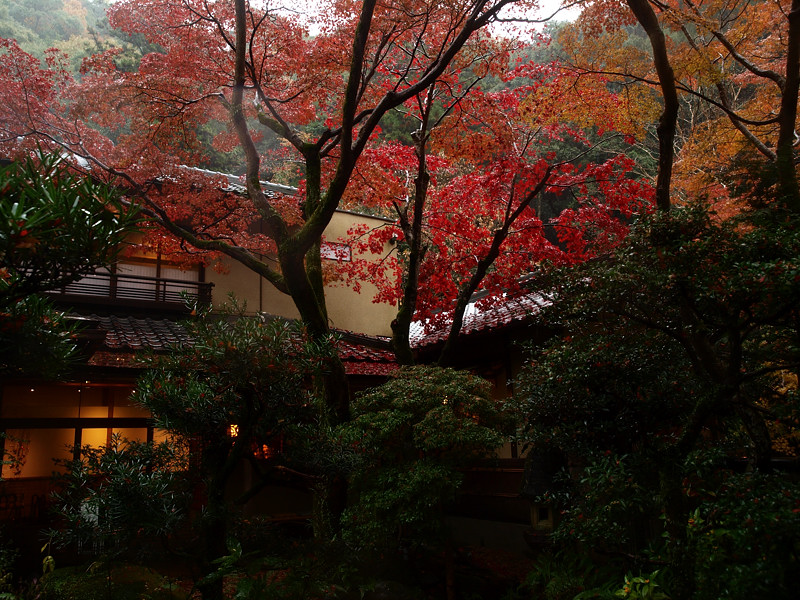 2013 11 25 雨天・曇天の箕面紅葉　その２_a0143491_2231148.jpg