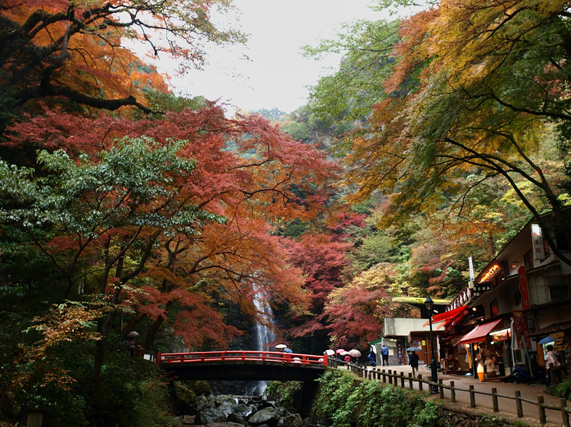 2013 11 25 雨天・曇天の箕面紅葉　その２_a0143491_23495534.jpg