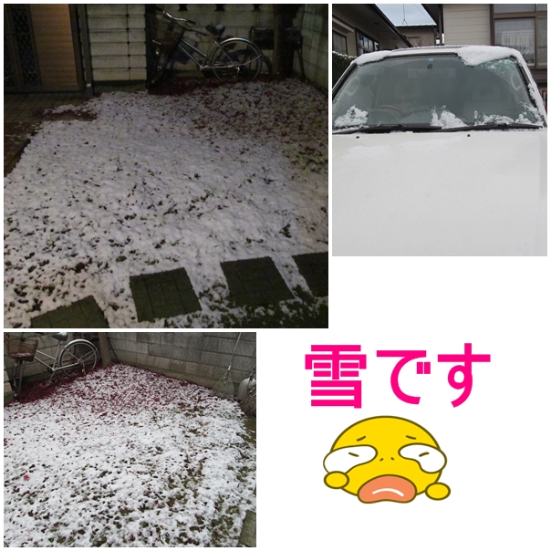 雪が軽く積もった(^^)_b0124693_102812100.jpg